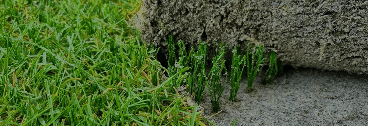 Stitching, Football, Rugby, Entretien - Gazon naturel & hybride, Hybride