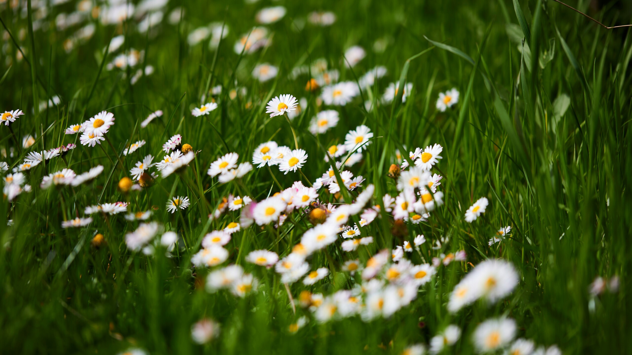 Précultivé – Prairie fleurie, Précultivé - Prairie fleurie, Précultivé