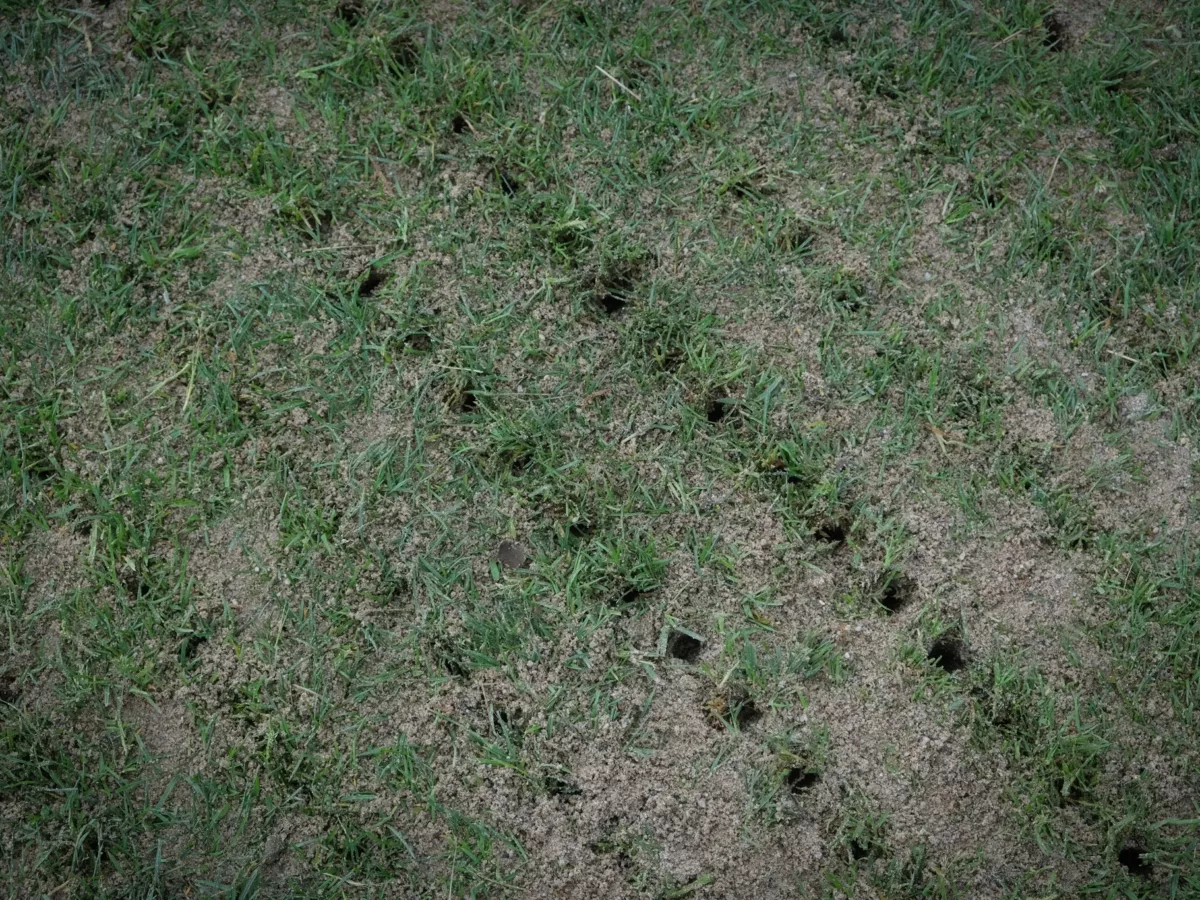 Entretien – Gazon naturel & hybride, Cricket, Football, Golf, Hockey sur gazon